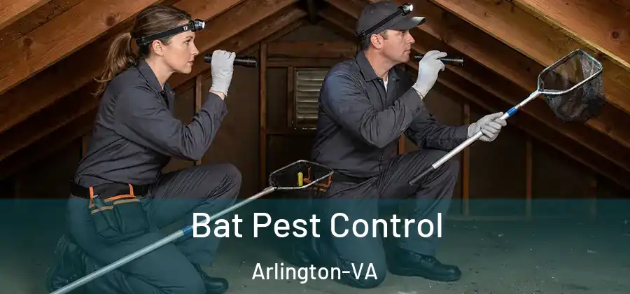 Bat Pest Control Arlington-VA