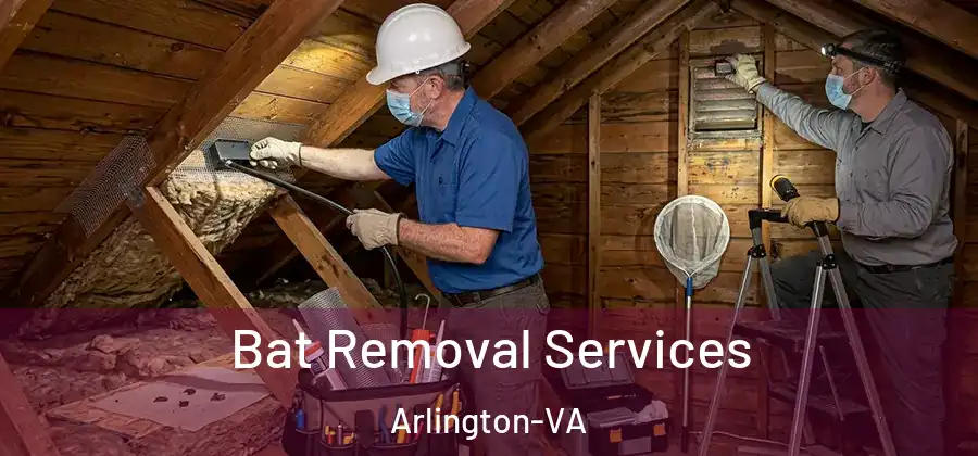 Bat Removal Services Arlington-VA