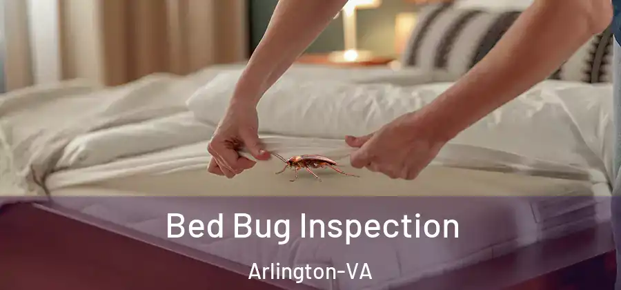 Bed Bug Inspection Arlington-VA