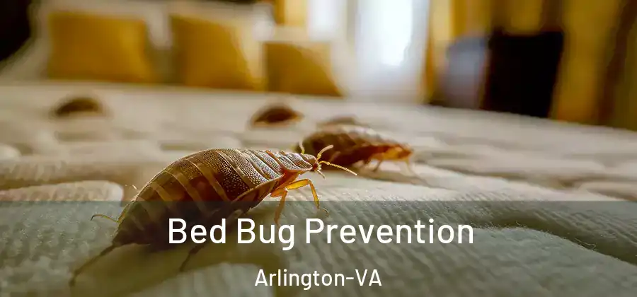  Bed Bug Prevention Arlington-VA