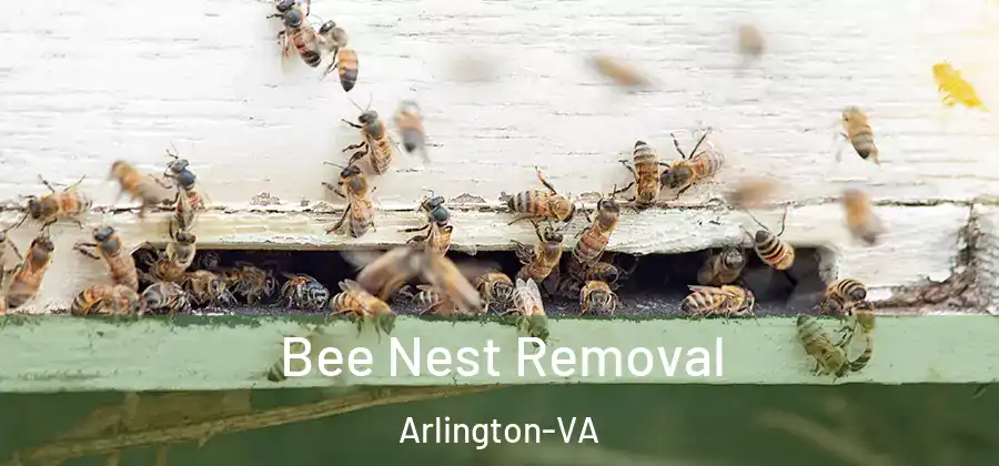Bee Nest Removal Arlington-VA