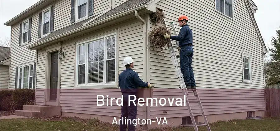  Bird Removal Arlington-VA
