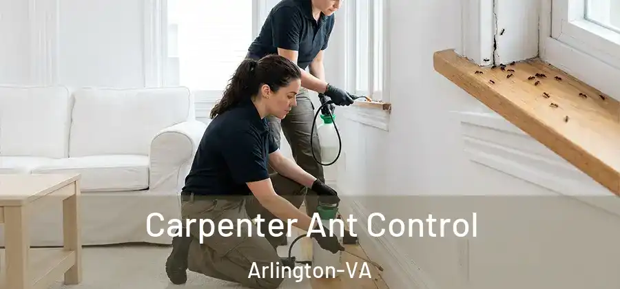 Carpenter Ant Control Arlington-VA
