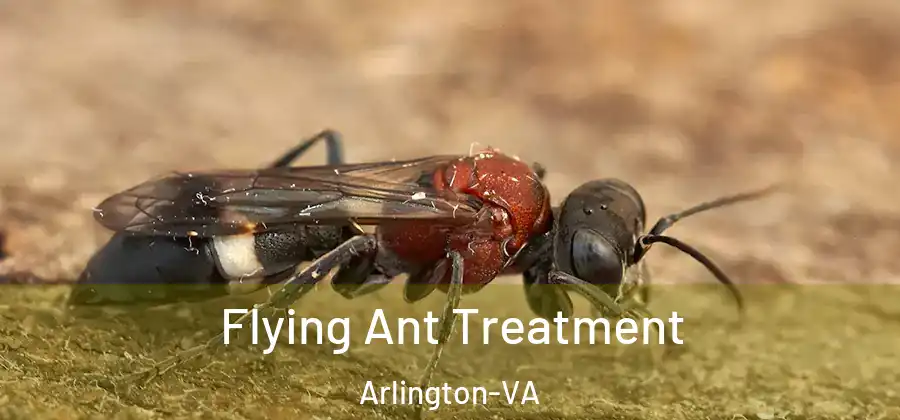  Flying Ant Treatment Arlington-VA