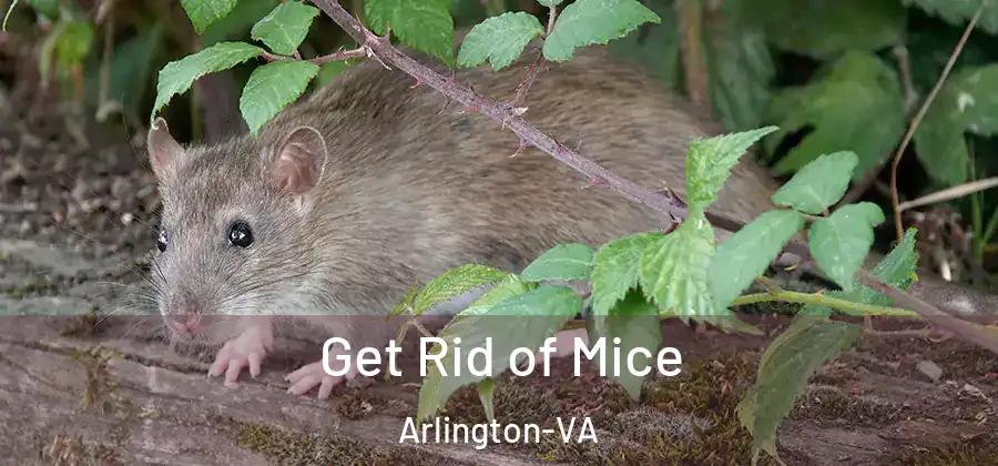  Get Rid of Mice Arlington-VA