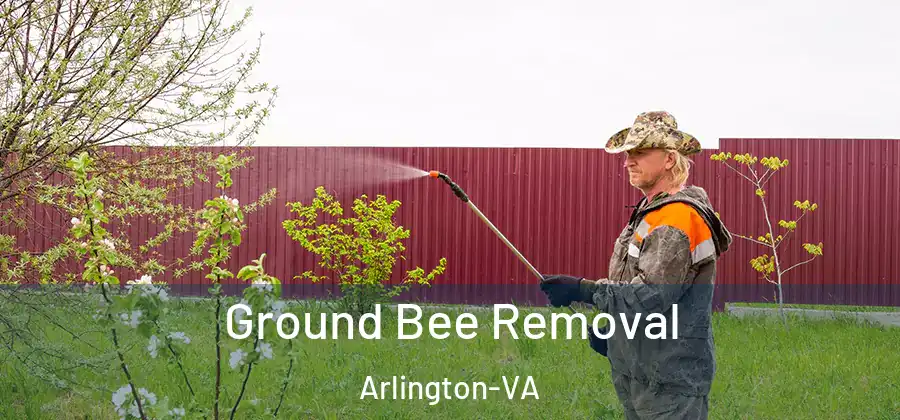  Ground Bee Removal Arlington-VA