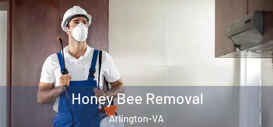 Honey Bee Removal Arlington-VA