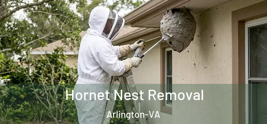 Hornet Nest Removal Arlington-VA