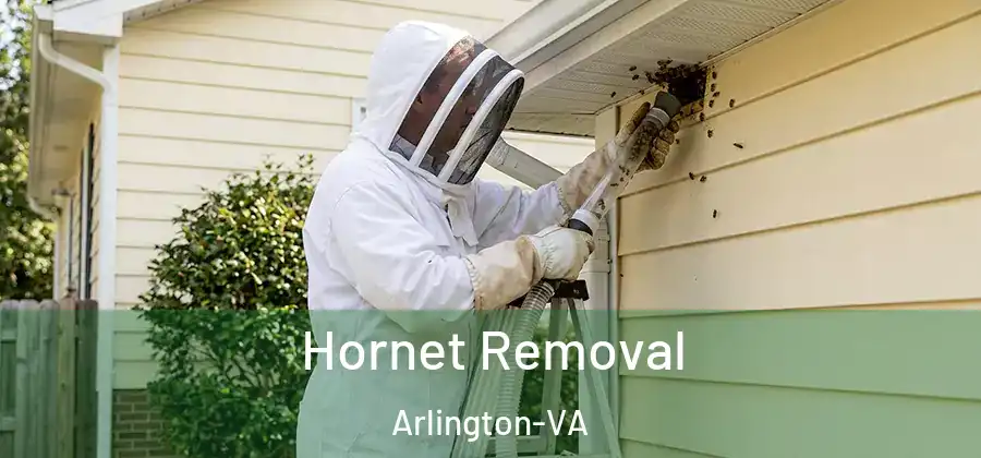 Hornet Removal Arlington-VA