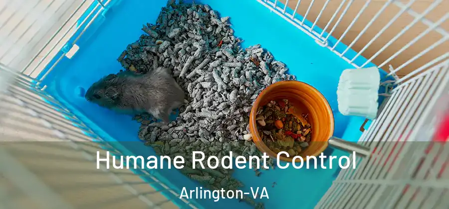 Humane Rodent Control Arlington-VA