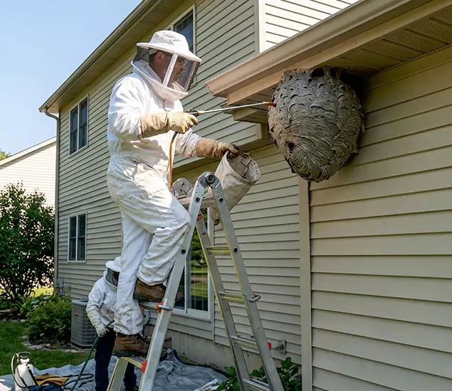 Expert Wasp Nest Removal: Your Local Wasp Nest Removal Company in Arlington, VA