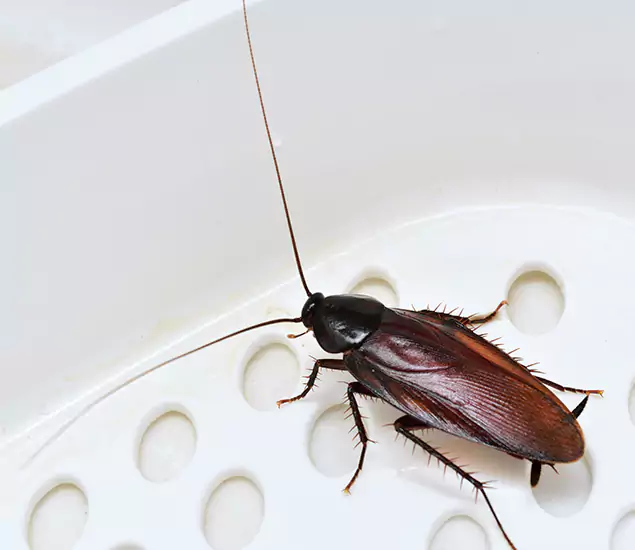 Trusted Cockroach Exterminator: Your Roach Control Services in Arlington, VA