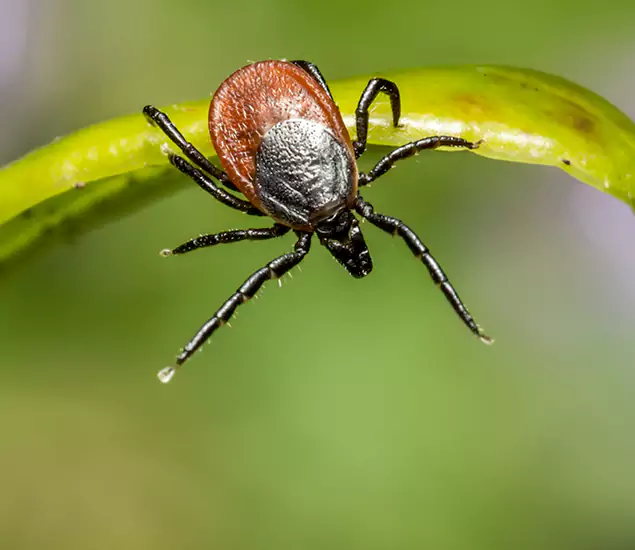 Your Trusted Tick Pest Control in Arlington, VA