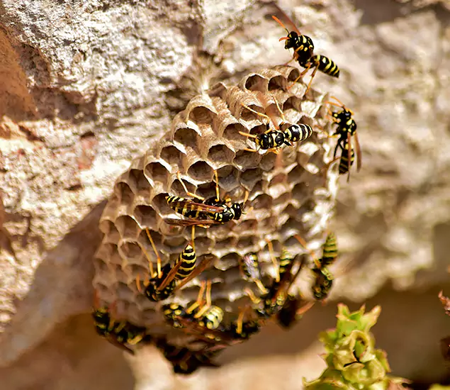 Your Best Wasp Removal Company in Arlington, VA