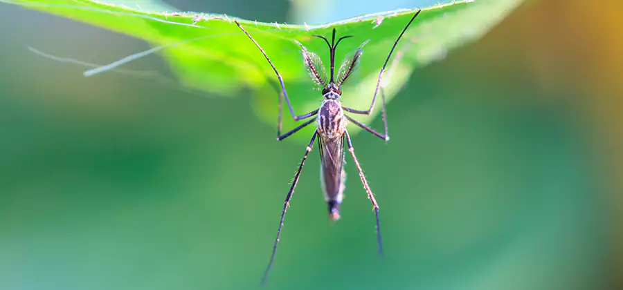 Natural Mosquito Spray for Yard in Arlington