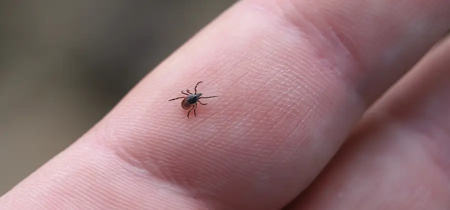 Infection Prevention for Bed Bug Bites in Arlington