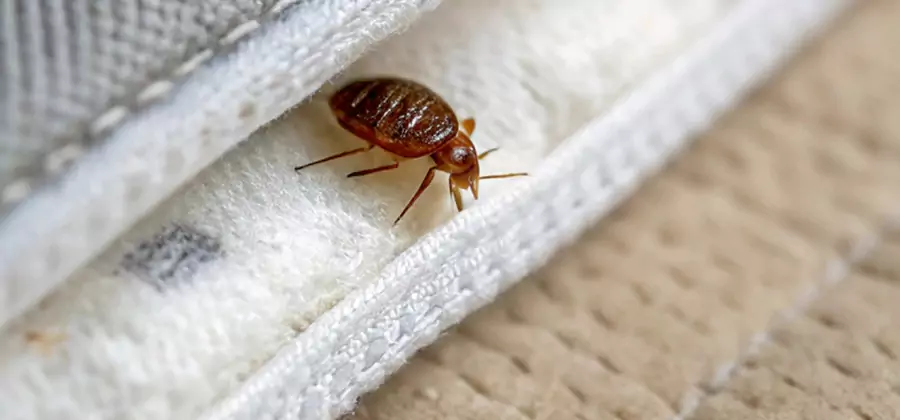 Tenting Bed Bug Fumigation in Arlington