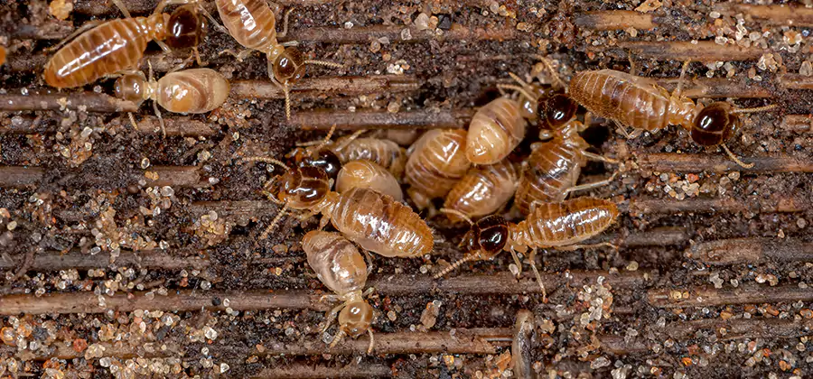 Bora Care Residential Termite Control in Arlington
