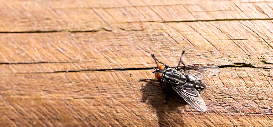 Flying Ant Barrier Treatment in Arlington