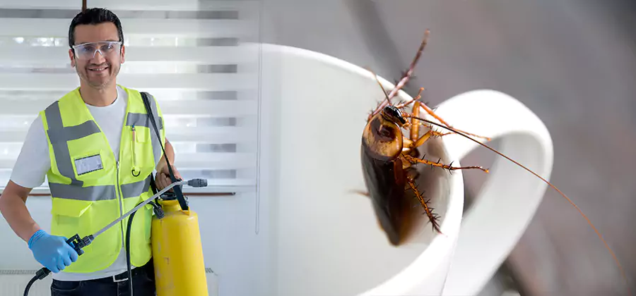 German Roach Infestation Treatment Arlington