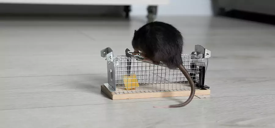 Mice in Attic Removal Arlington