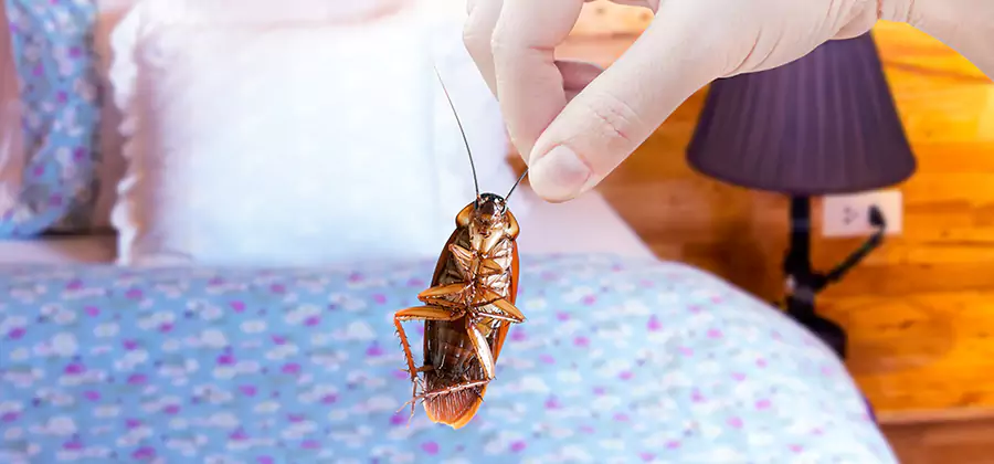 Fast Roach Elimination in Arlington