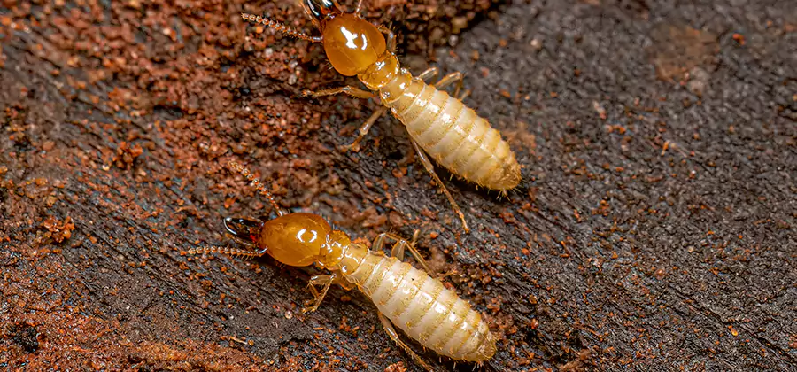 Structural Heat Termite Treatment in Arlington