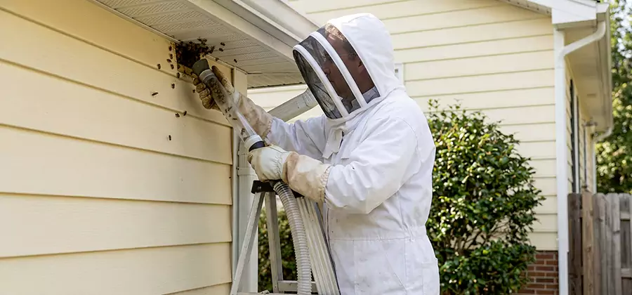 Wasp Nest in Wall Removal in Arlington