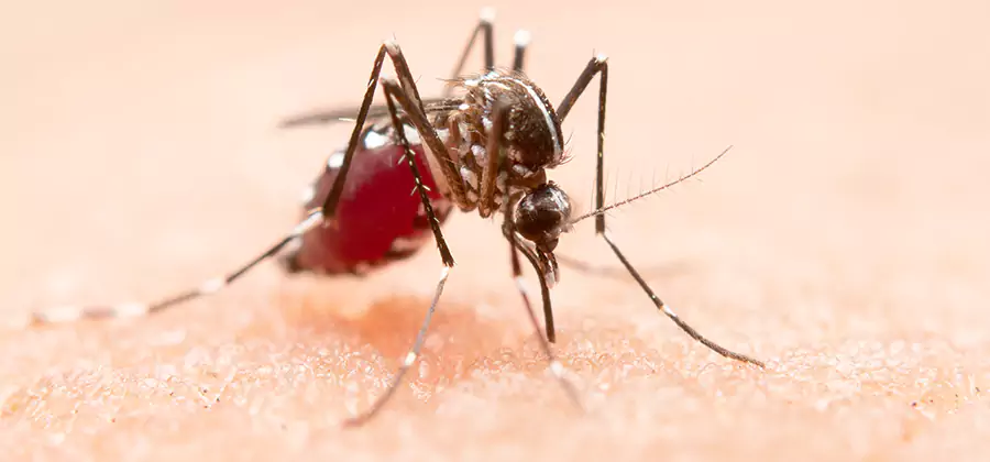 Indoor Mosquito Killer and Interior Control in Arlington