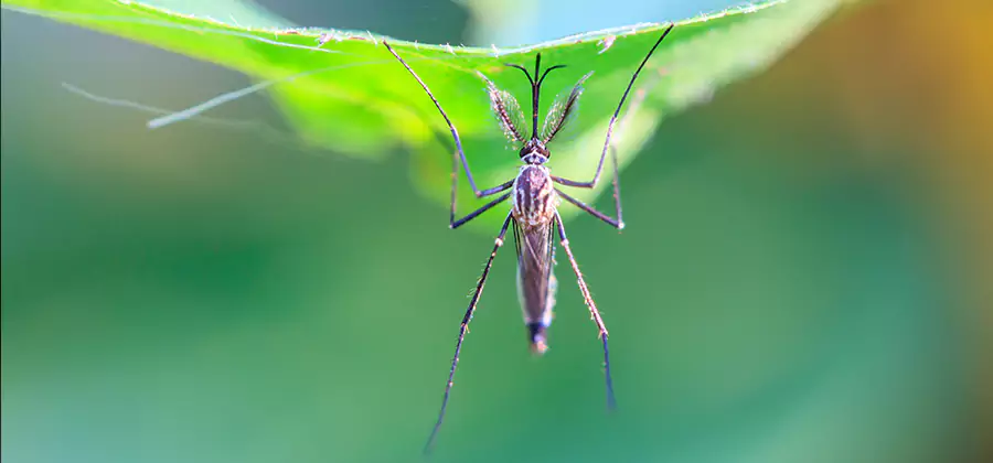 Home Defense Insect Killer in Arlington