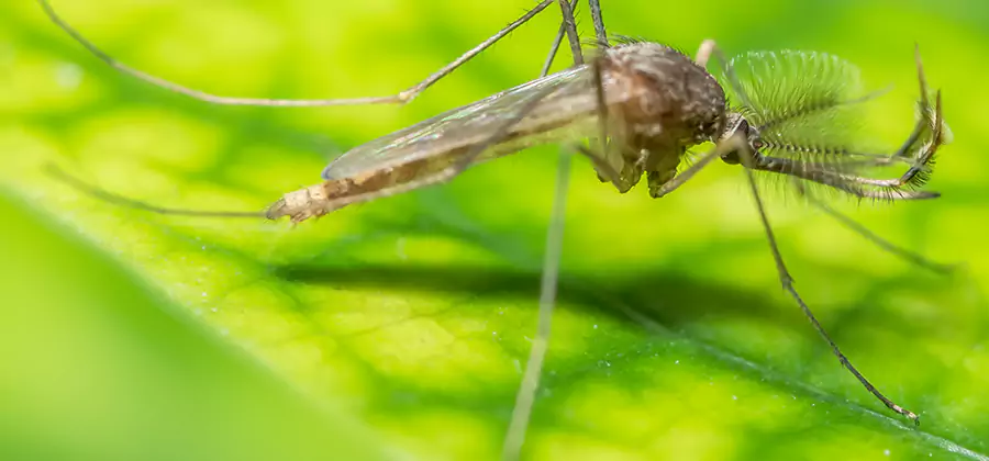 Herbal Mosquito Repellent Treatment in Arlington