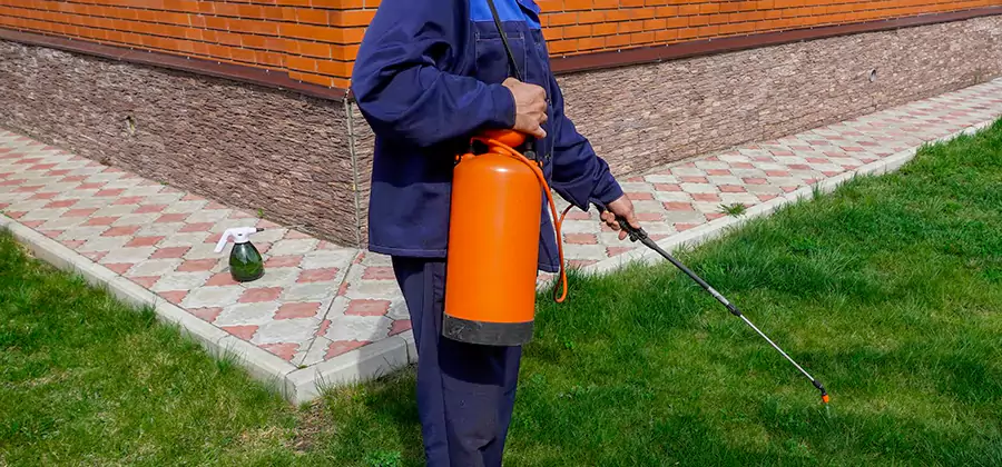 Non Toxic Termite Treatment in Arlington