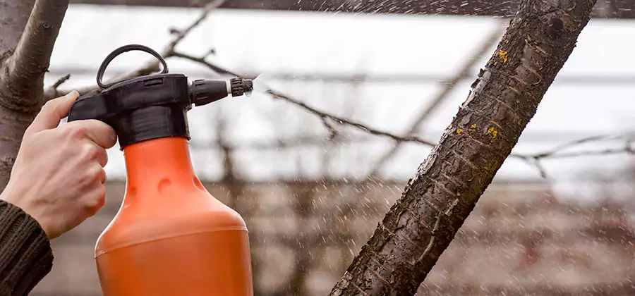 Orange Oil Structural Cavity Treatment in Arlington