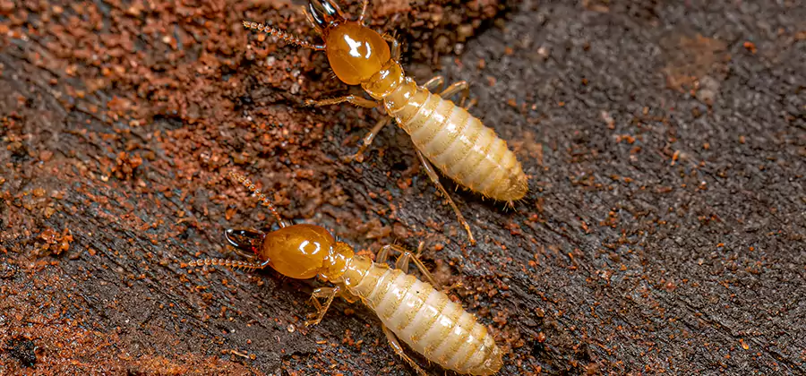 Natural Ant Hill Killer Treatment in Arlington