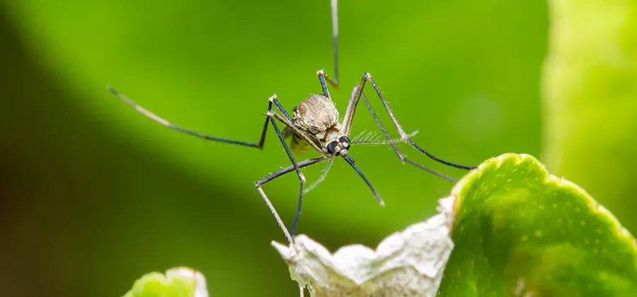 Natural Outdoor Mosquito Repellent in Arlington