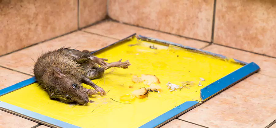 Rat Trapping Service In Arlington