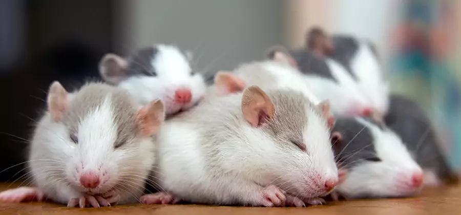Rat Infestation Exclusion Service in Arlington