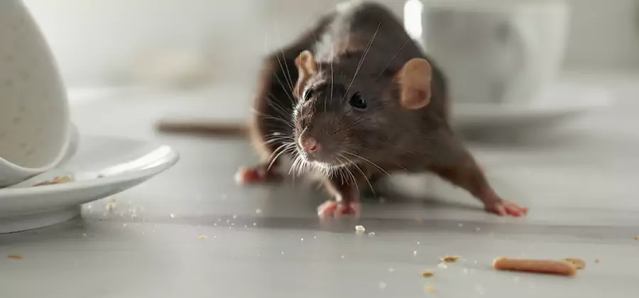 Attic Rat Exclusion Service in Arlington