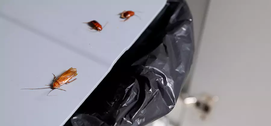 German Roach Pest Control in Arlington