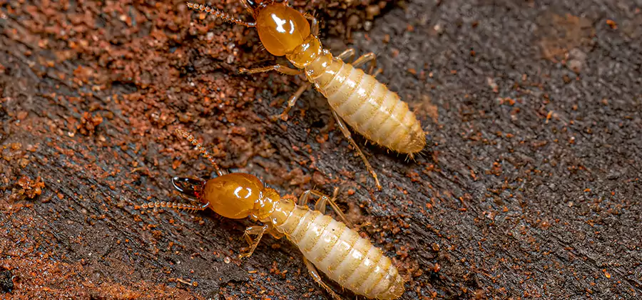 Sentricon Residential Termite Control in Arlington