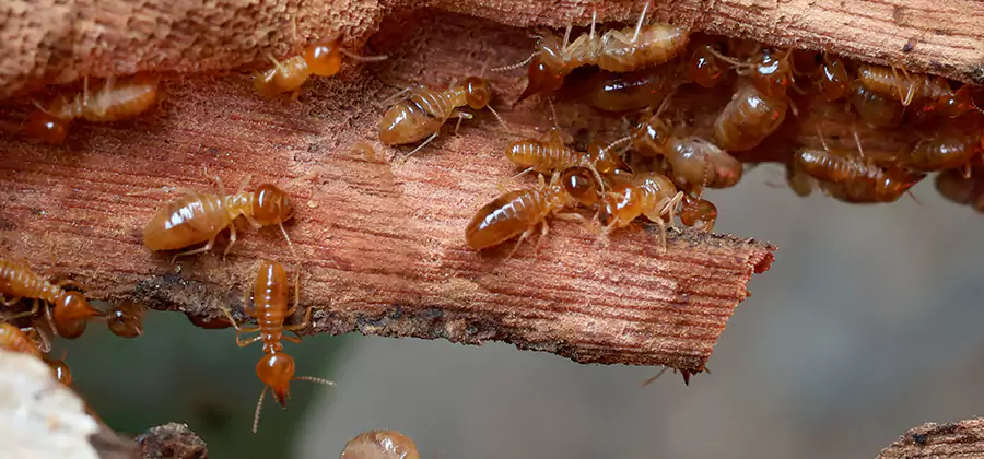 Perimeter Soil Termite Treatment in Arlington