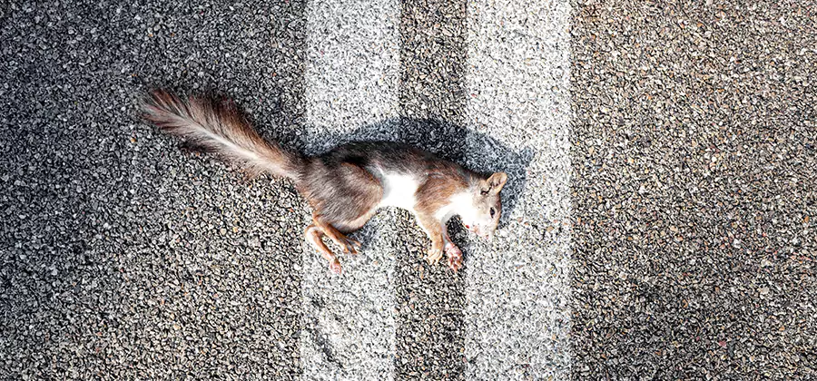 Dead Squirrel Removal in Arlington