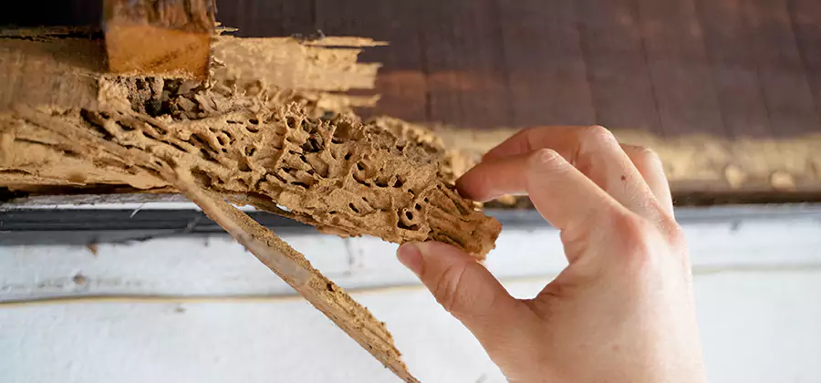 Pre-Purchase Termite Inspection in Arlington