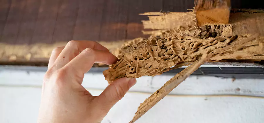 Pre-Construction Termite Treatment in Arlington