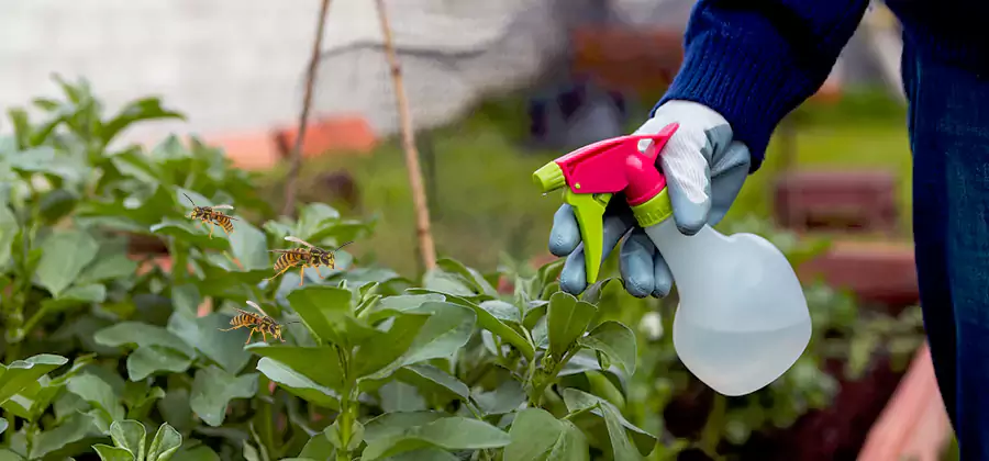 Yellow Jacket Pest Removal for Commercial Properties in Arlington