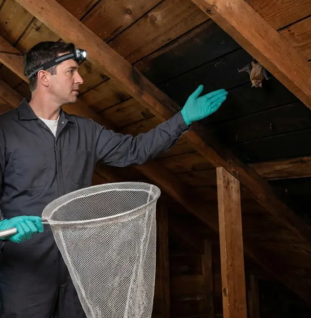 Why Arlington Pest Control Pro Is the Right Choice in Arlington, VA?