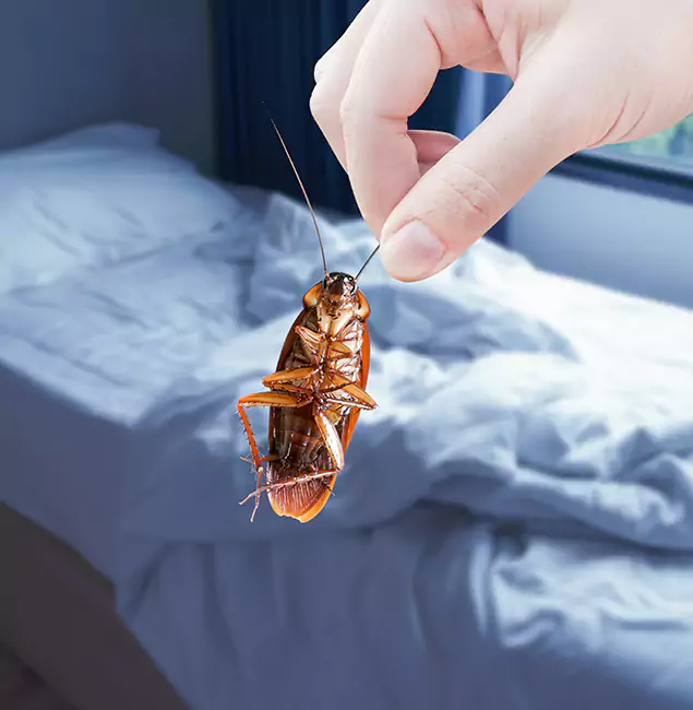 Why Choose Arlington Pest Control Pro for Bed Bug Extermination in Arlington, VA?