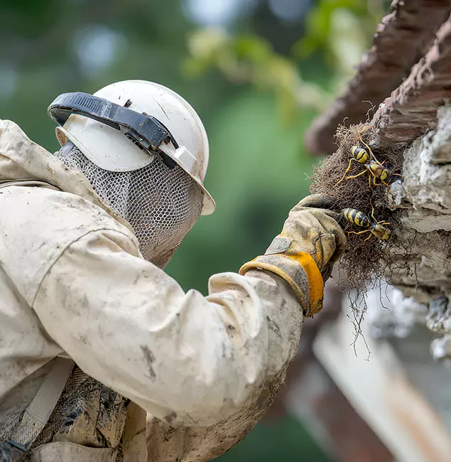 Why Arlington Property Owners Choose Arlington Pest Control Pro for Bee Exterminator?