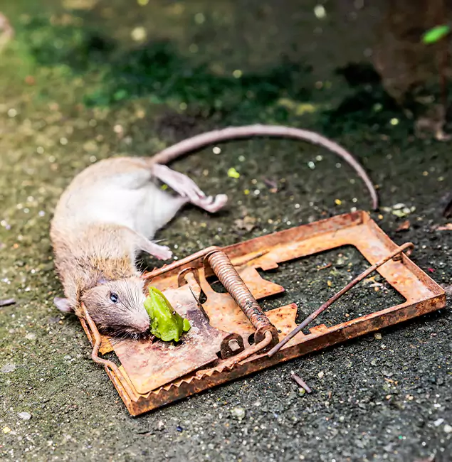 Why Arlington, VA Homeowners Trust Arlington Pest Control Pro for Rodent Removal?