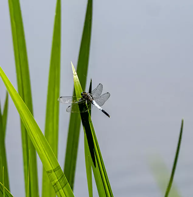 Why Arlington Families Trust Arlington Pest Control Pro for Mosquito Prevention?